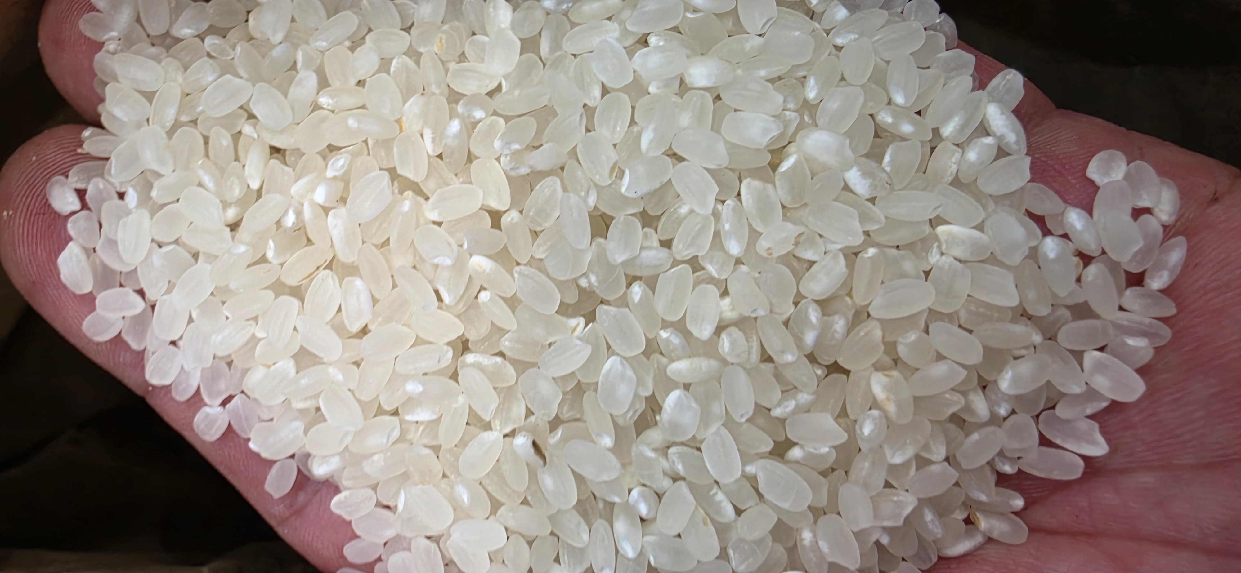 사쿠라 쌀 1kg