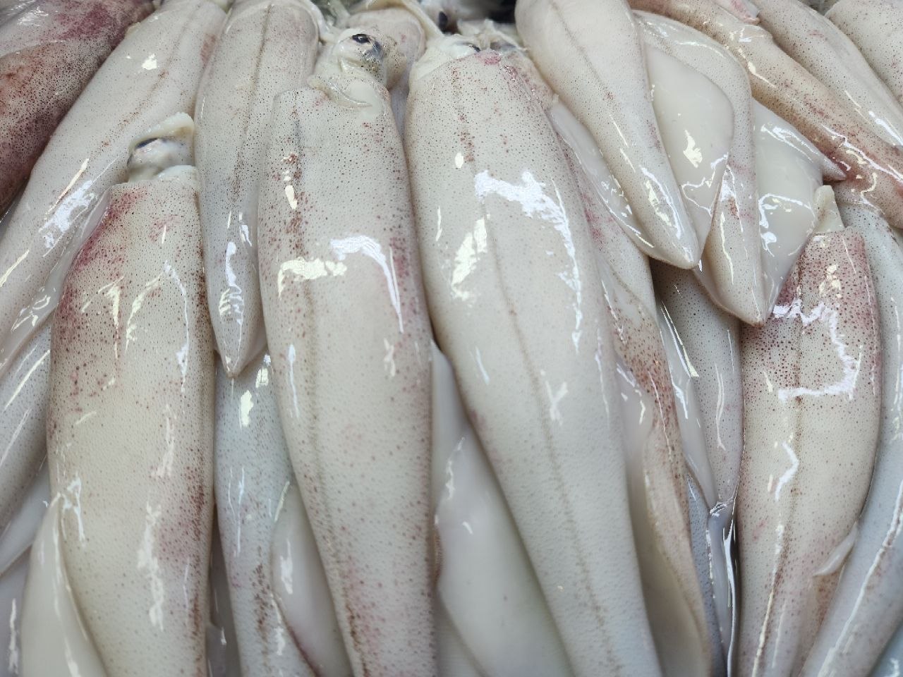 생물 한치