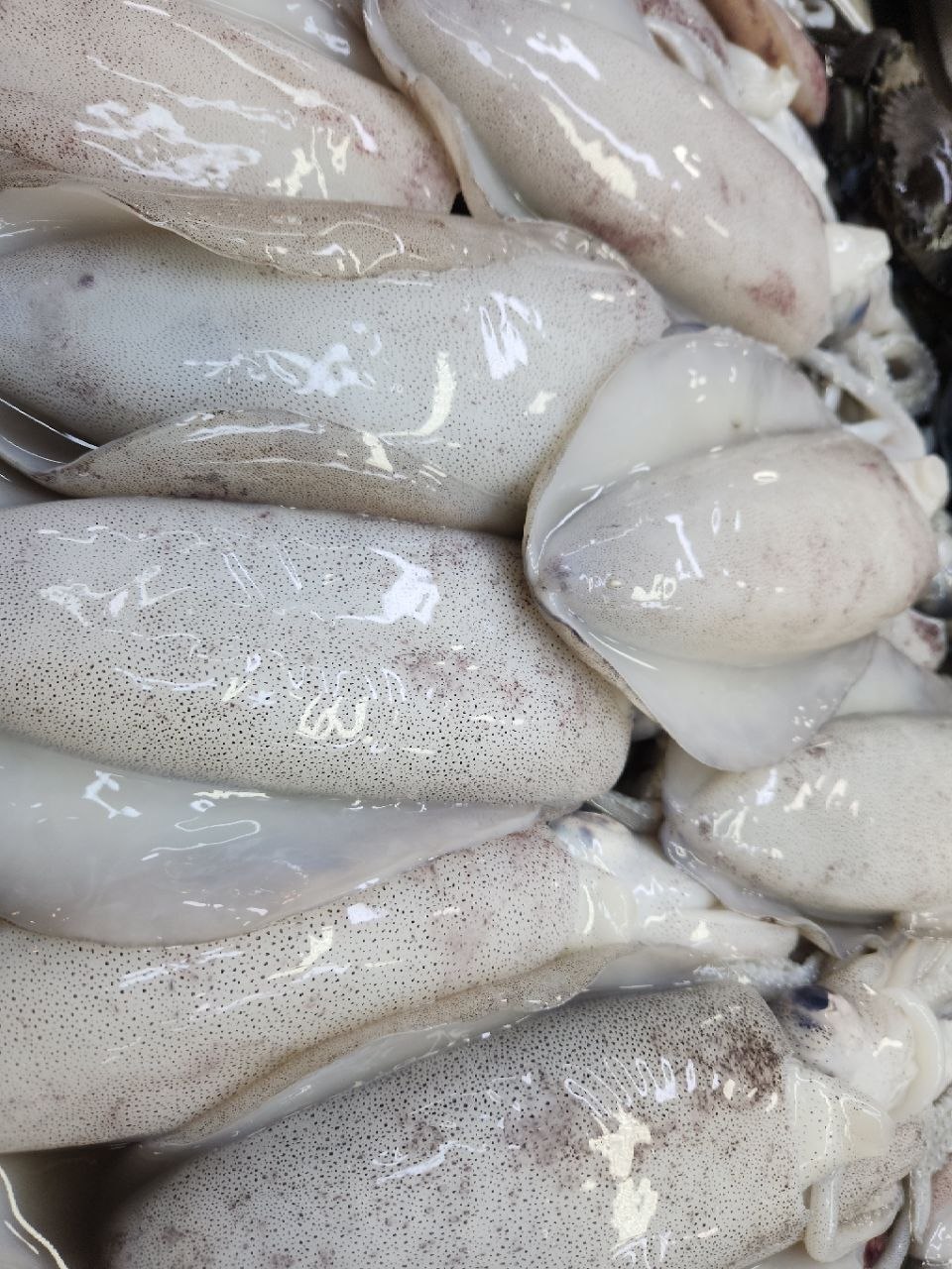 생물 무늬오징어