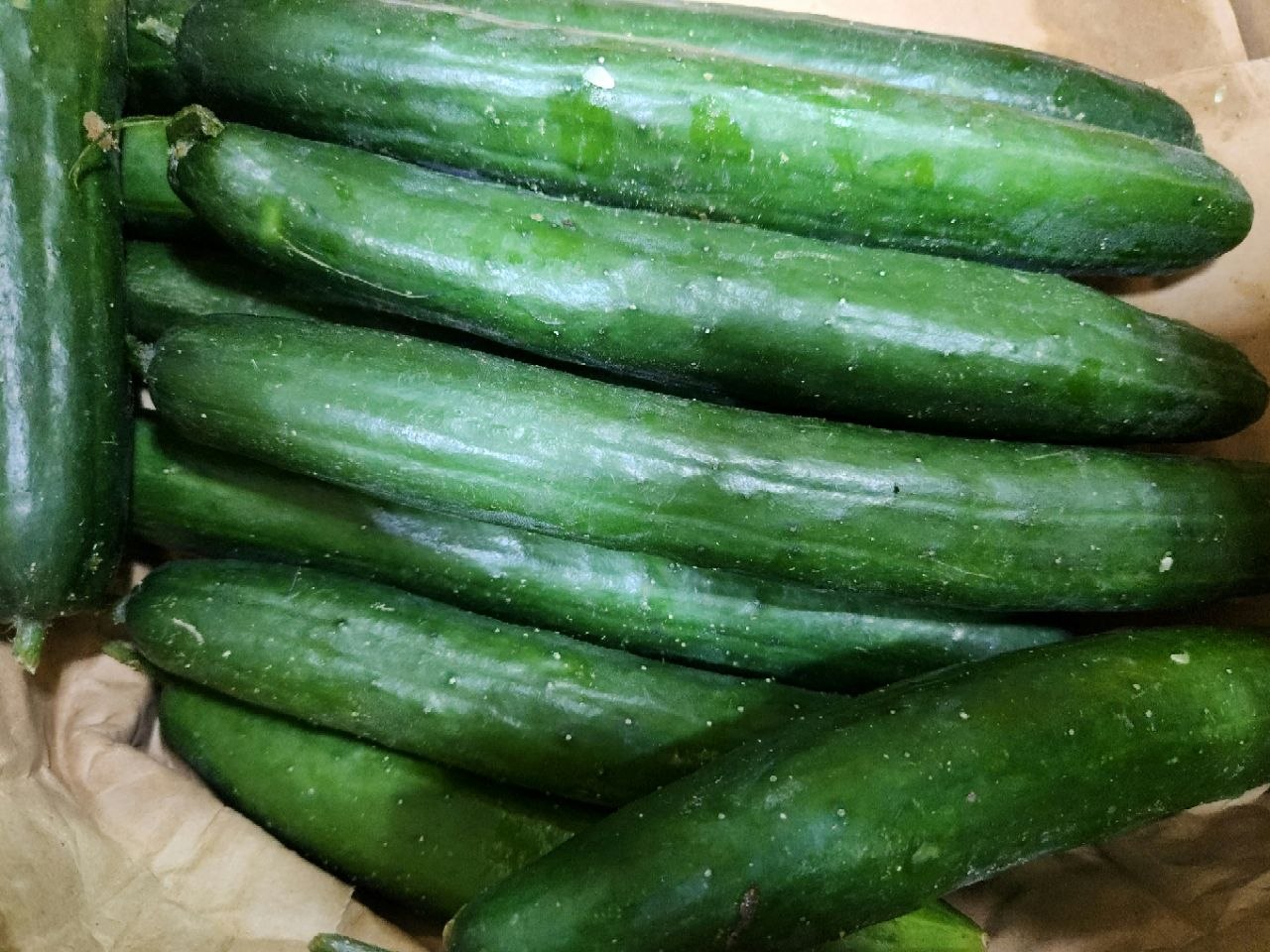 한국오이