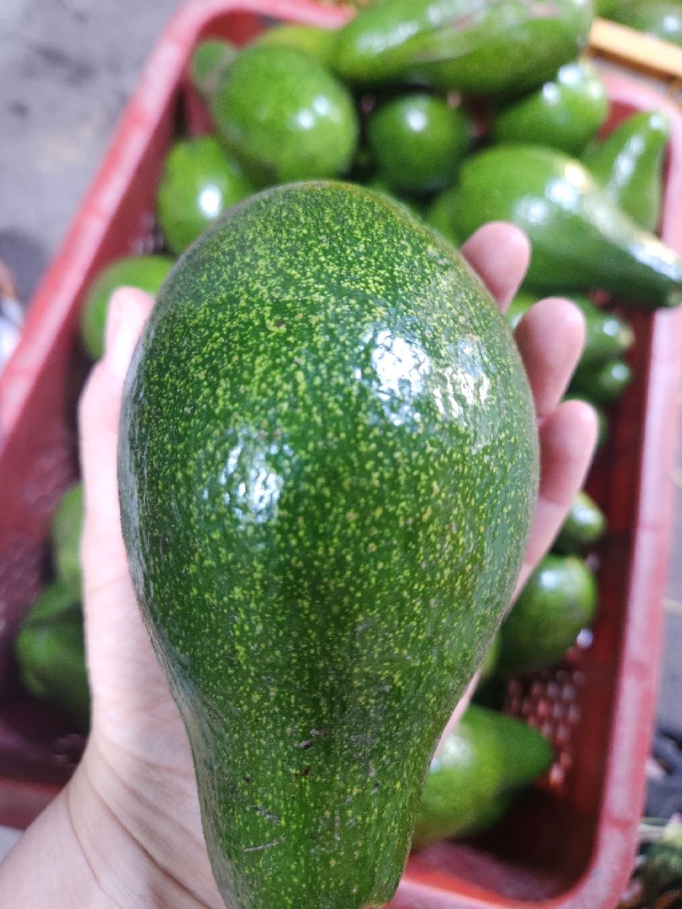 아보카도