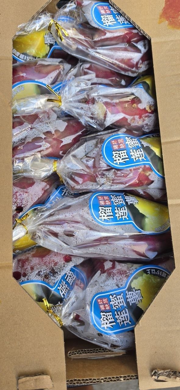 중국고구마