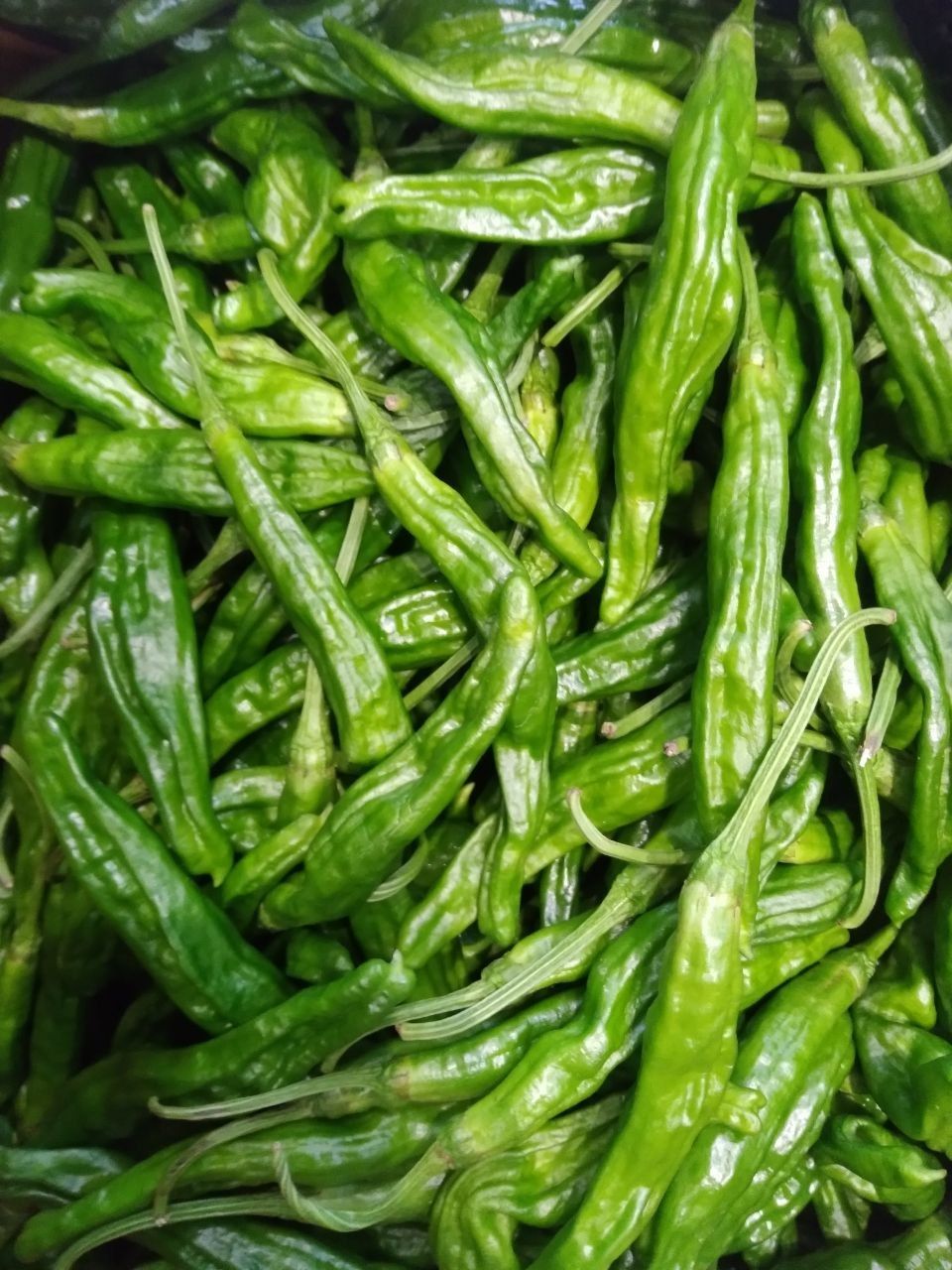 꽈리고추
